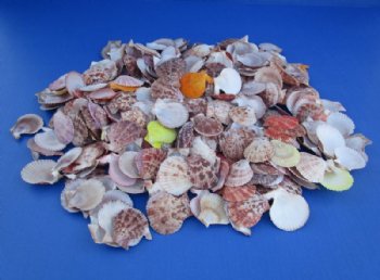 1-3/4 to 2-1/2 inches Pecten Nobilis Scallop Shells  <font color=red> Wholesale</font> Case: 20 gallons @ $5.75  gallon