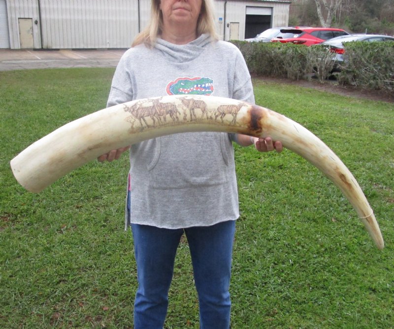 Faux Scrimshaw Elephant Tusk reproduction