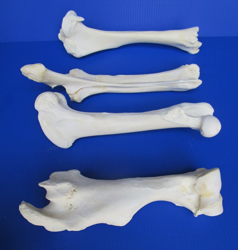 Set of 4 Authentic Buffalo Leg Bones 13 to 16 inches long $88.99