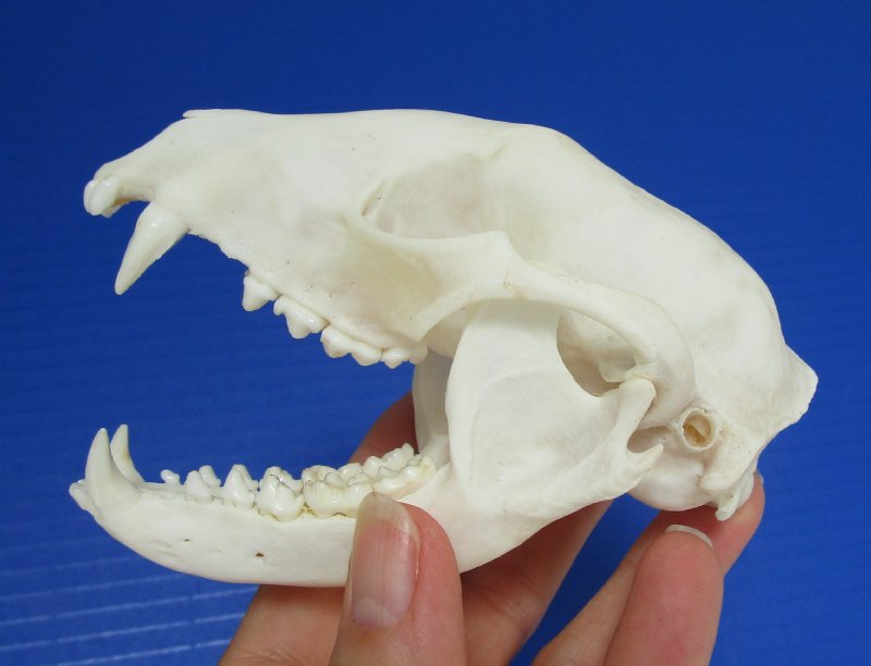 4-1/2 inches Authentic Raccoon Skull for Sale for $19.99