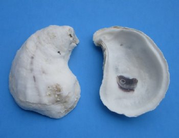 2 to 2-7/8 inches long Natural Oyster Shells for Sale for Seashell Crafts - Pack of 20 @ .64 each