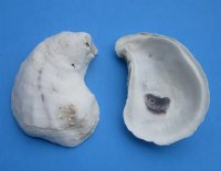 2 to 2-7/8 inches long Natural Oyster Shells for Sale for Seashell Crafts - Pack of 20 @ .64 each