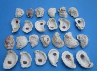 2 to 2-7/8 inches long Natural Oyster Shells for Sale for Seashell Crafts - Pack of 20 @ .64 each