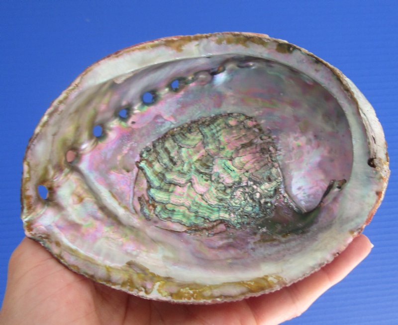 5-3/4 by 4-1/2 inches Genuine Natural Green Abalone Shell for Sale