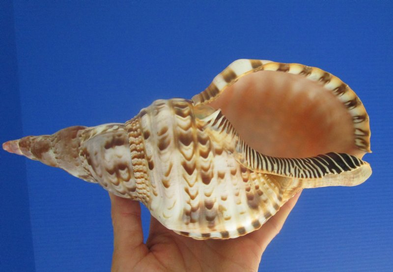 9-1/4 by 4-1/4 inches Beautiful Atlantic Triton's Trumpet Shell,