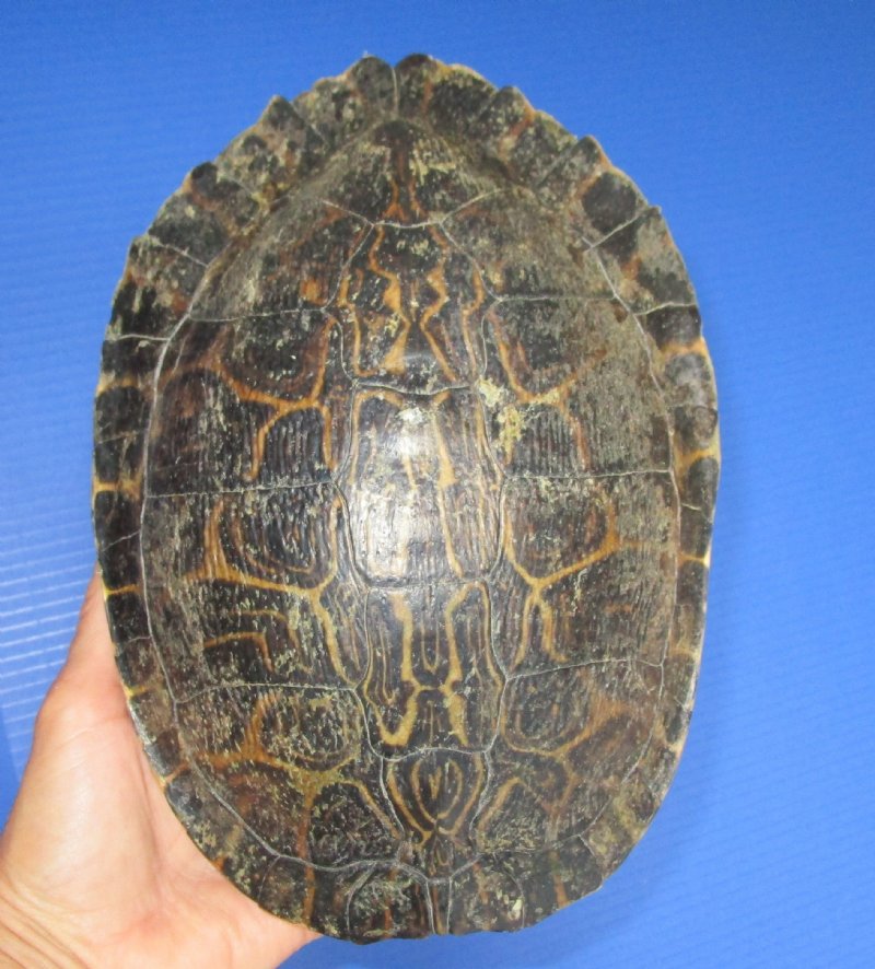 9-3/8 by 6-7/8 inches Red Eared Slider Turtle Shell for Sale