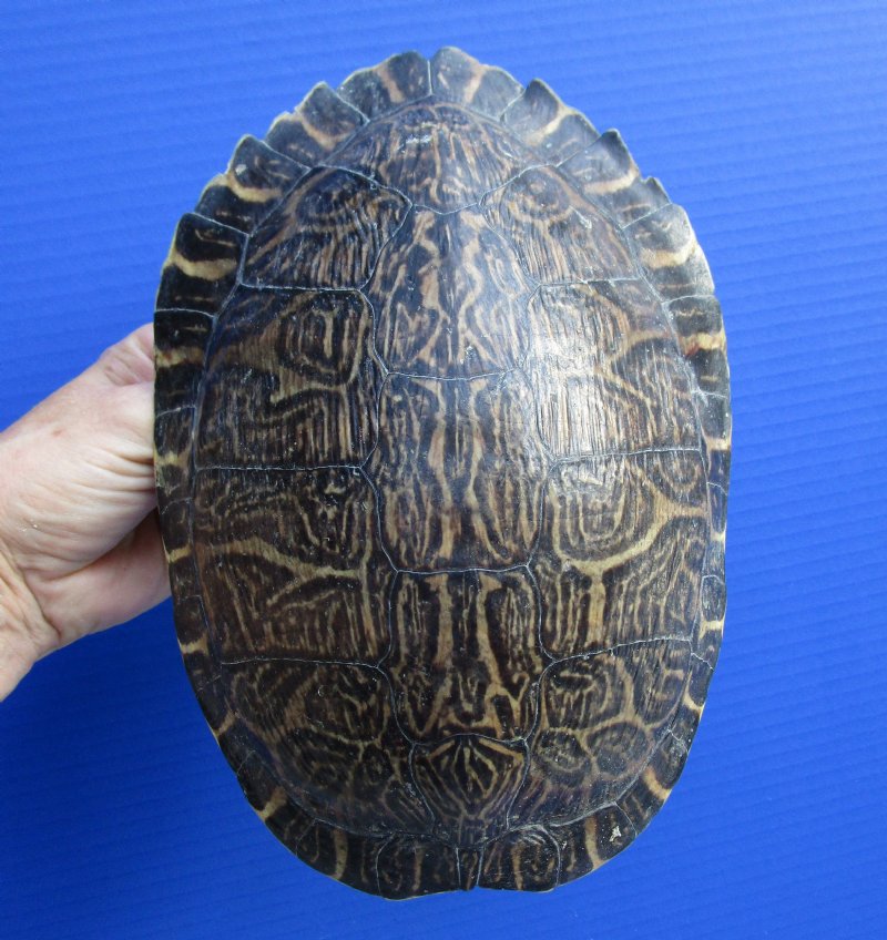 9-1/4 by 6-1/2 inches Large Red Eared Slider Turtle Shell for Sale for ...