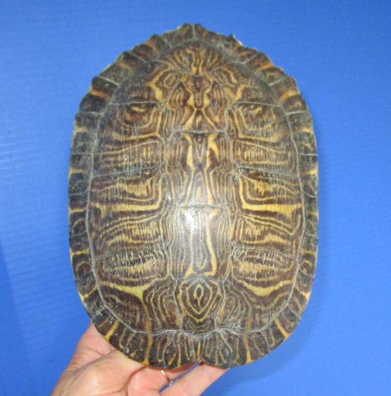 9-1/8 by 6-5/8 inches Large Red Eared Slider Turtle Shell for Sale