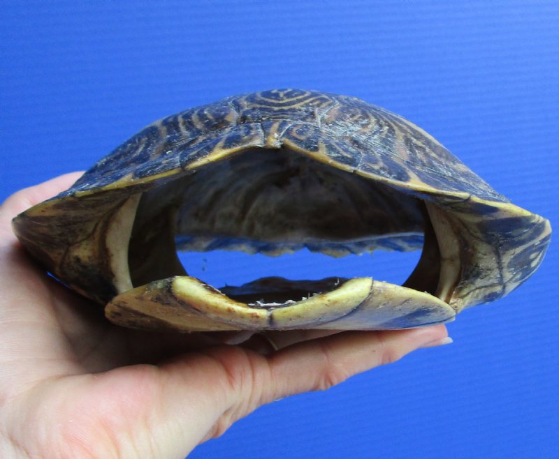 9-1/8 by 6-5/8 inches Large Red Eared Slider Turtle Shell for Sale