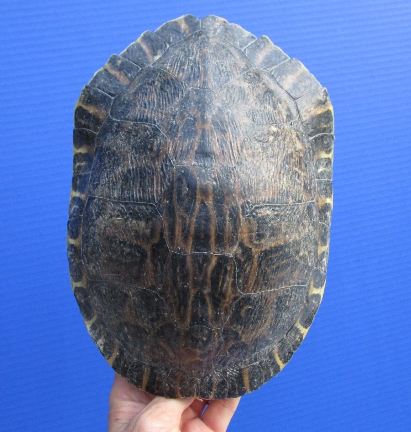 9-1/4 by 6-1/2 inches Large Red Eared Slider Turtle Shell