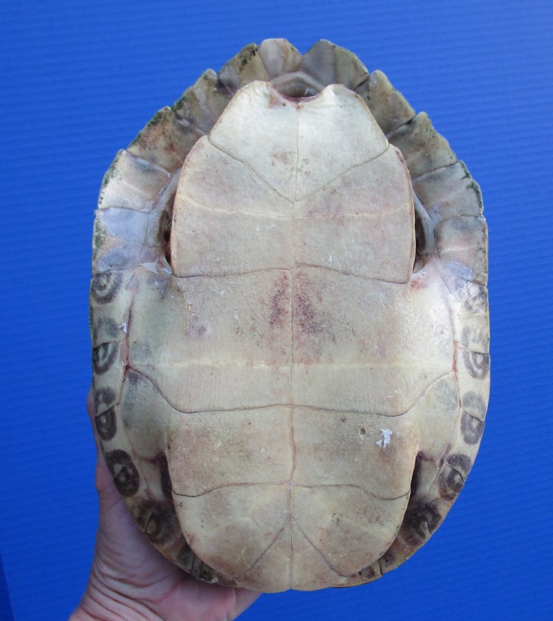 9-1/4 by 6-1/2 inches Large Red Eared Slider Turtle Shell