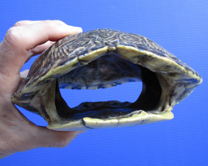 9-1/2 by 6-1/2 inches Red Eared Slider Turtle Shell for Sale