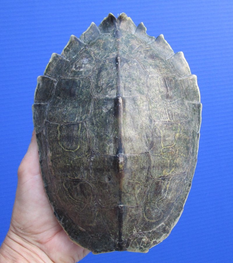 7 1 4 By 5 1 2 Inches Map Turtle Shell For Sale Sawback Turtle Shell   4981a 831 Detail 