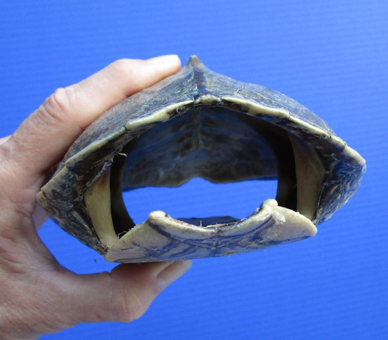 7-1/4 by 5-1/2 inches Map Turtle Shell for Sale, Sawback Turtle Shell