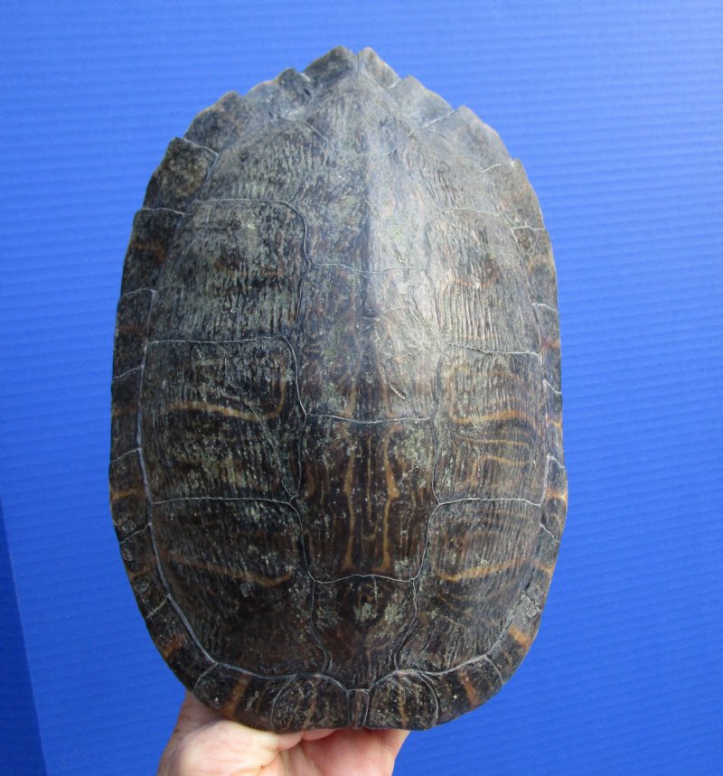 9-5/8 by 6-5/8 inches Red Eared Slider Turtle Shell for Sale