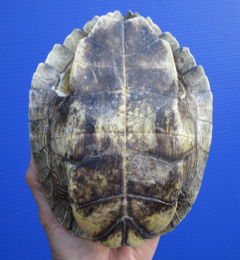 7-1/4 by 5-1/2 inches Real Map Turtle Shell for Sale, Sawback Turtle Shell