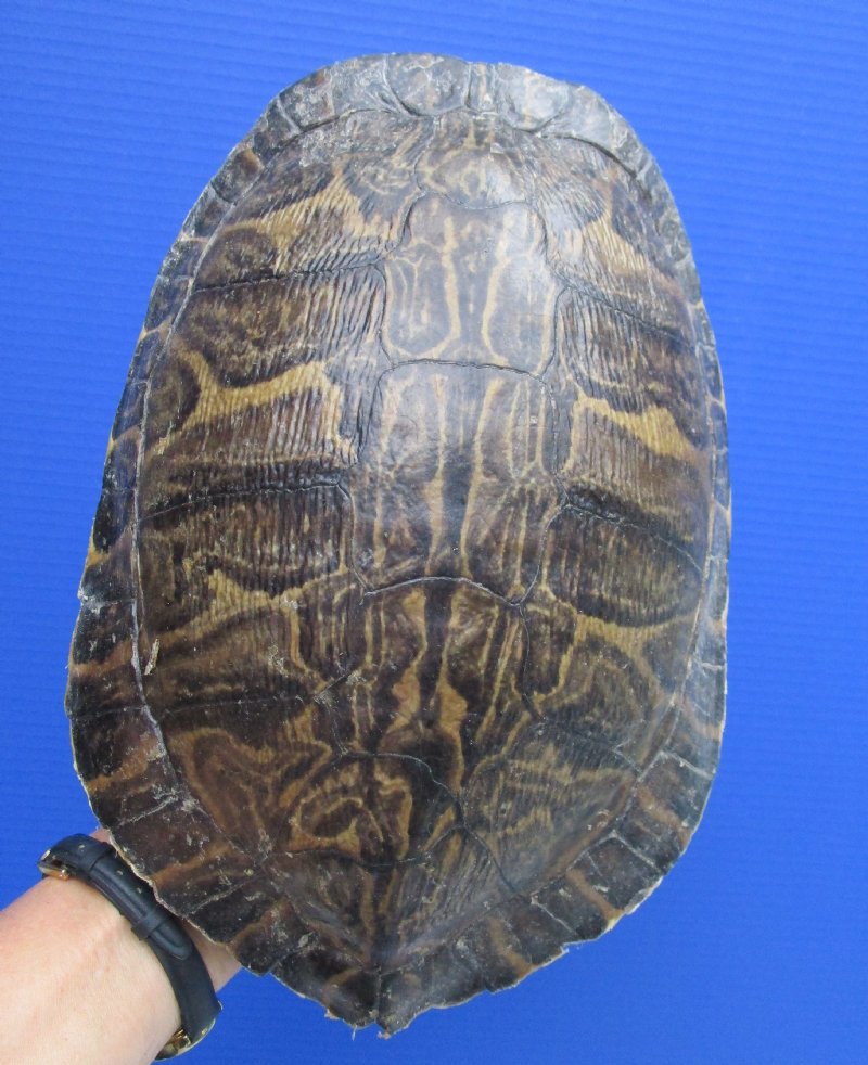 10-1/2 by 7-1/4 inches Authentic River Cooter Turtle Shell for Sale