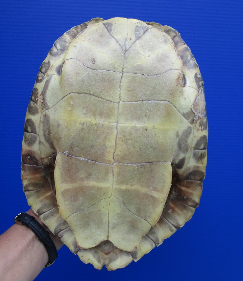 10-1/2 by 7-1/4 inches Authentic River Cooter Turtle Shell for Sale