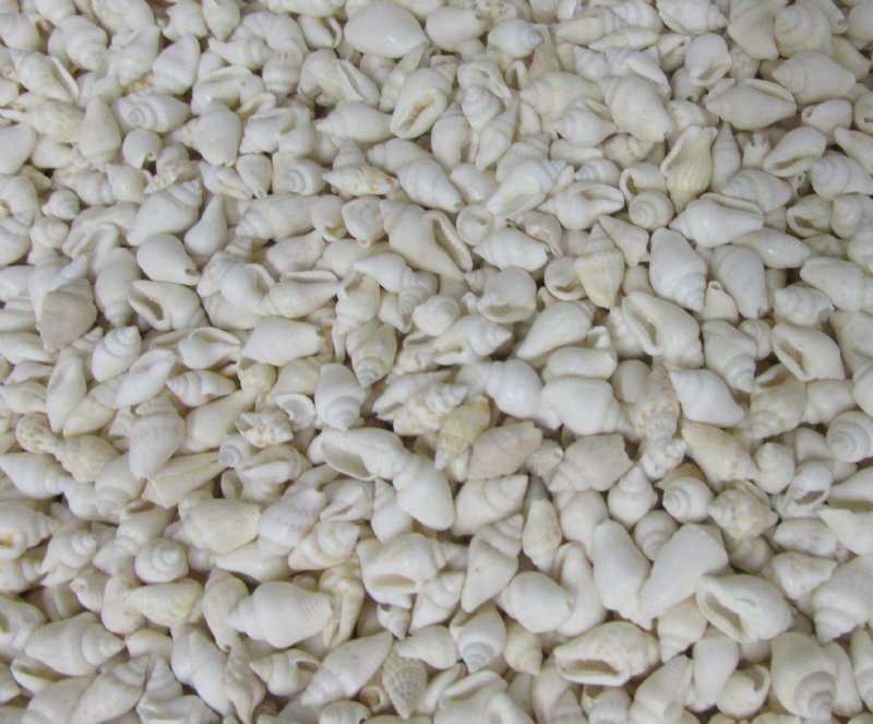 Tiny White Nassarius Snail Shells in Bulk Under 1 inch (4.4 pounds - 2  kilos)