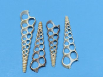 3 inches Center Cut Turritella Terebra Shells, Auger Shells - 100 @ .21 each