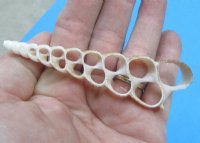 3 inches Center Cut Turritella Terebra Shells, Auger Shells - 100 @ .21 each