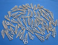 2-3/4 to 3-1/2 inches Center Cut Cerithium Nodulosum Shells in Bulk - 100 @ .21 each