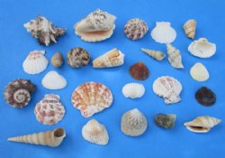 4.5 pounds Philippine Assorted Seashells 1 inch to 3 inches, Medium Philippine Mix - $5.60 a bag; 3 bags @ $4.80 a bag
