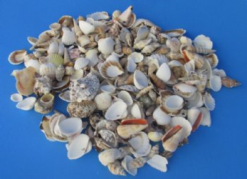 Bulk Case of Large Philippine Mixed Shells for Crafts 1 to 3 inches - <FONT COLOR=RED> Discount Priced</font> Case of 20 kilos @  2.25 a kilo