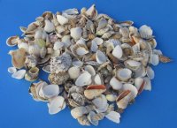 1 to 3 inches Medium Assorted Craft Seashells - 20 kilos (44 pounds) @ $2.25 a kilo