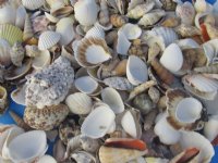 1 to 3 inches Medium Assorted Craft Seashells - 20 kilos (44 pounds) @ $2.25 a kilo