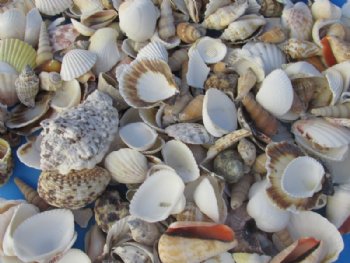 Bulk Case of Large Philippine Mixed Shells for Crafts 1 to 3 inches - <FONT COLOR=RED> Discount Priced</font> Case of 20 kilos @  2.25 a kilo