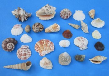 Bulk Case of Large Philippine Mixed Shells for Crafts 1 to 3 inches - <FONT COLOR=RED> Discount Priced</font> Case of 20 kilos @  2.25 a kilo