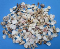 4.5 pounds Philippine Assorted Seashells 1 inch to 3 inches, Medium Philippine Mix - $5.60 a bag; 3 bags @ $4.80 a bag