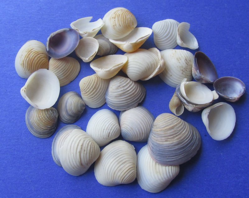 pictures of clam shells