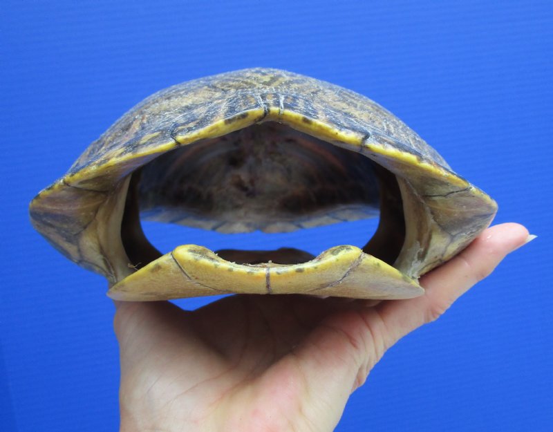 10 by 7 inches Real River Cooter Turtle Shell for Crafts and Display