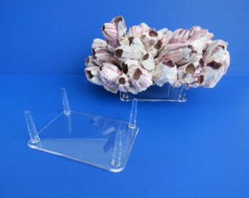 4 Leg Extra Large Acrylic Display Stands, Seashell Stand 6-1/ 2 inches by 4-1/2 inches - Pack of 6 @ $3.15 each (Barnacle pictured is not included)