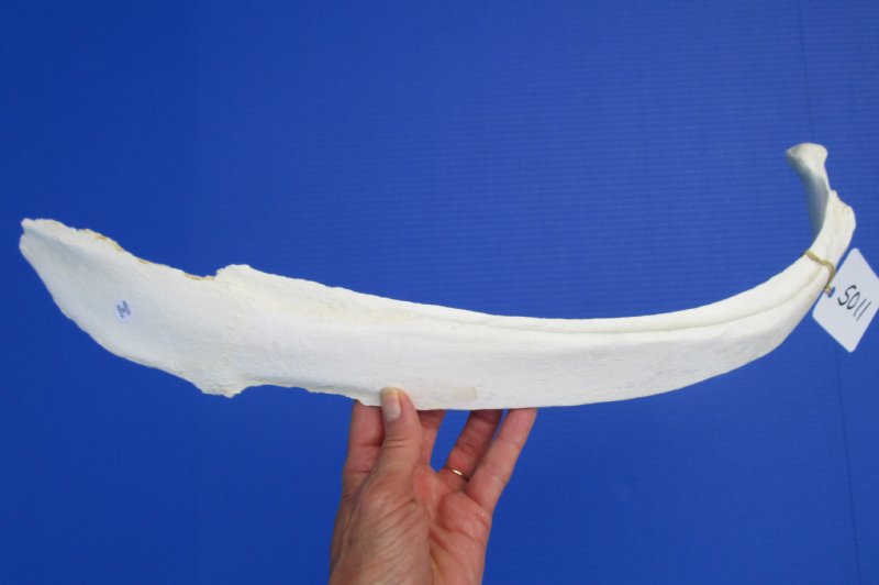 22 inches Single Genuine Water Buffalo Rib Bone for Sale for Scrimshaw Art