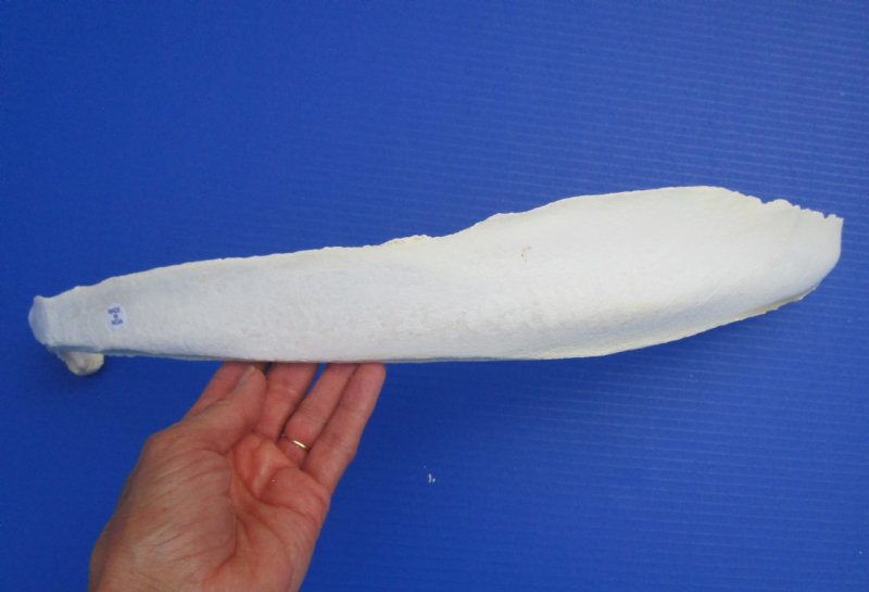 25 inch Single Water Buffalo Rib Bone for Sale for Painting Bone and