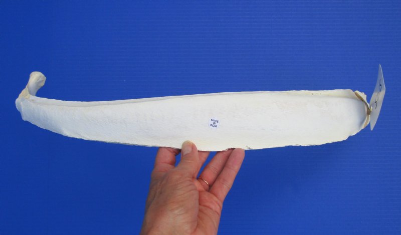 25 inches Single Authentic Water Buffalo Rib Bone for Sale for Crafts