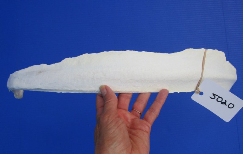 26 inches Single Genuine Water Buffalo Bone for Sale for Bone Art