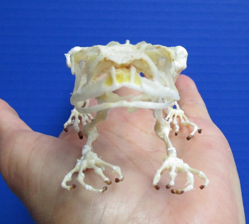 disarticulated skeleton of frog