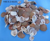 1-3/4 to 3-1/2 inches Asia Moon Scallop Shells - 4.4 pound bag  @ $7.00 a bag; 3 bags @ $6.00 a bag