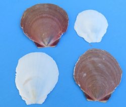 Asian Moon Scallop Shells for Sale Grade 2, with Chipped Edges -  Bulk Case of 10 kilos @ $2.70 a kilo