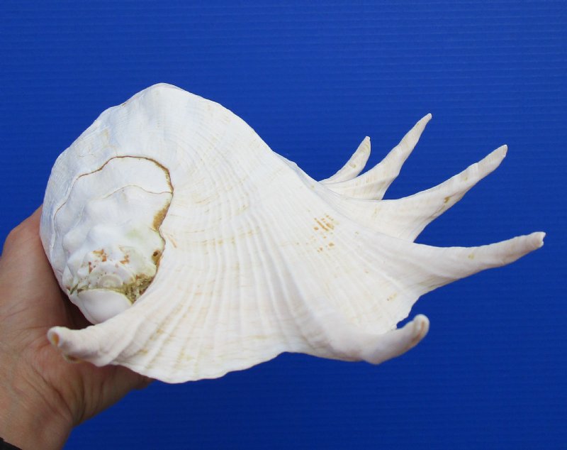 14-1/4 by 8-1/2 inches Huge Spectacular Giant Spider Conch Shell for Sale