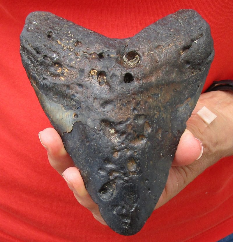 megalodon tooth for sale