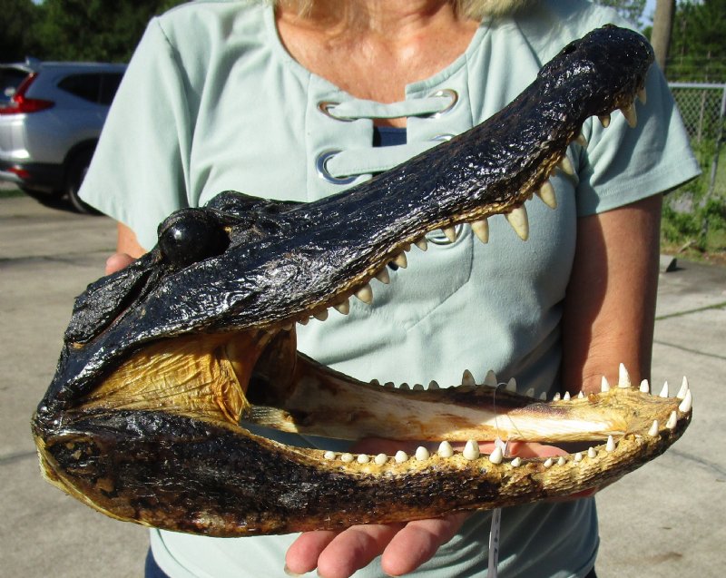 11-7/8 by 5-1/2 inches Real Preserved Alligator Head Souvenir for Sale