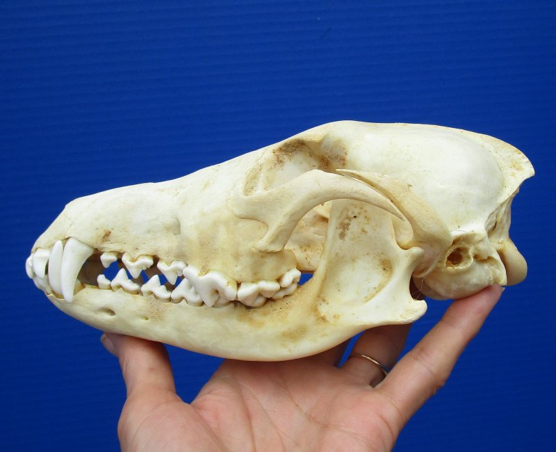 7-3/4 by 3-3/4 inches North American Coyote Skull for Sale