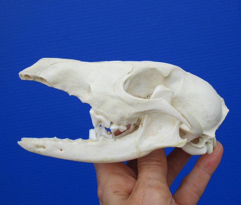 6 by 3 inches Discount African Black-Backed Jackal Skull for Sale