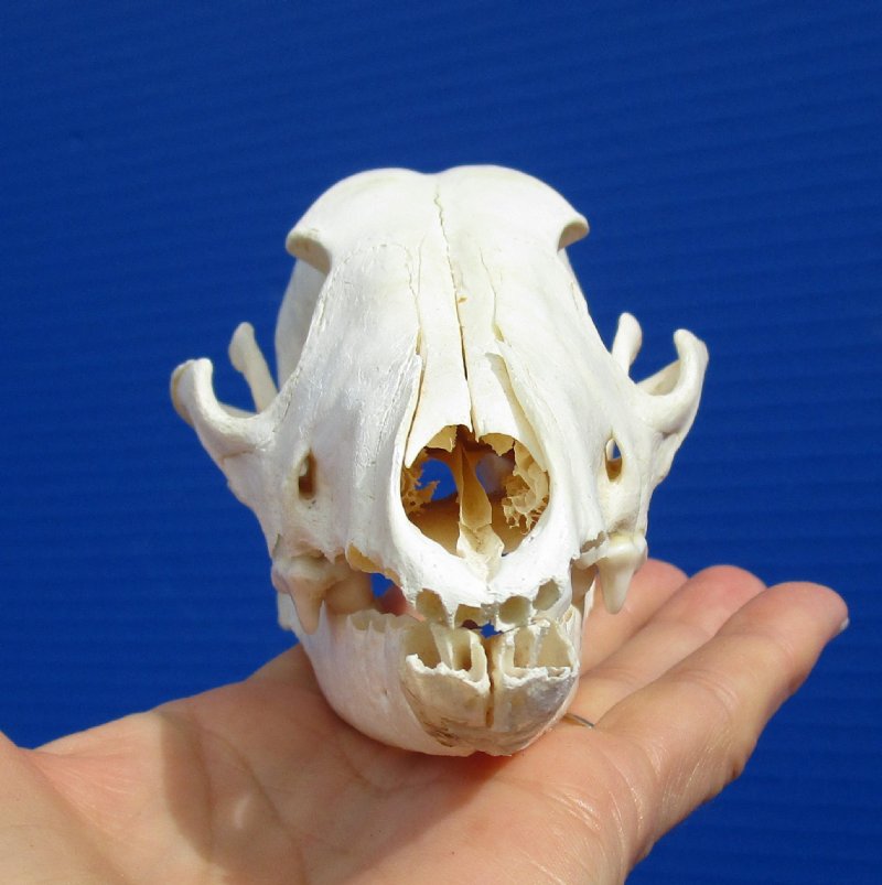 6-1/4 by 3-1/8 inches Cheap Authentic African Black-Backed Jackal Skull