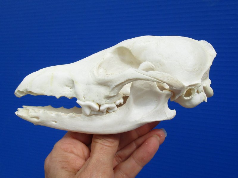 6-1/4 by 3-1/4 inches Bargain Priced Real African Black-Backed Jackal Skull